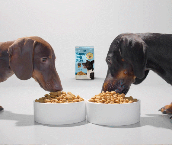 Two dogs eating from bowls